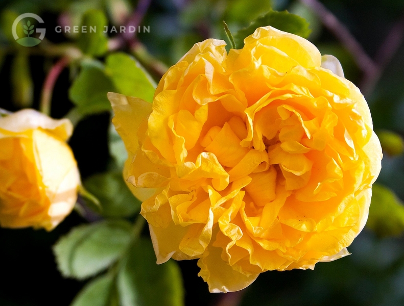 Persian Yellow (Персі́ан Є́ллоу) TR-0686 фото
