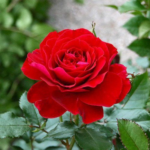 Farruca (Фарру́ка) TR-0783 фото