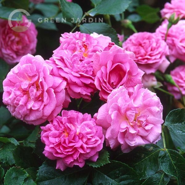 Lavender Lassie (Лавенде Ла́ссі) &laquo;Лавандова дівчина&raquo; TR-0583 фото