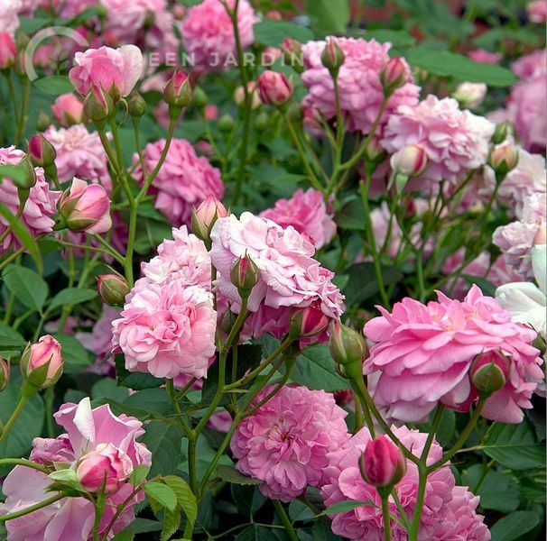 Lavender Lassie (Лавенде Ла́ссі) &laquo;Лавандова дівчина&raquo; TR-0583 фото