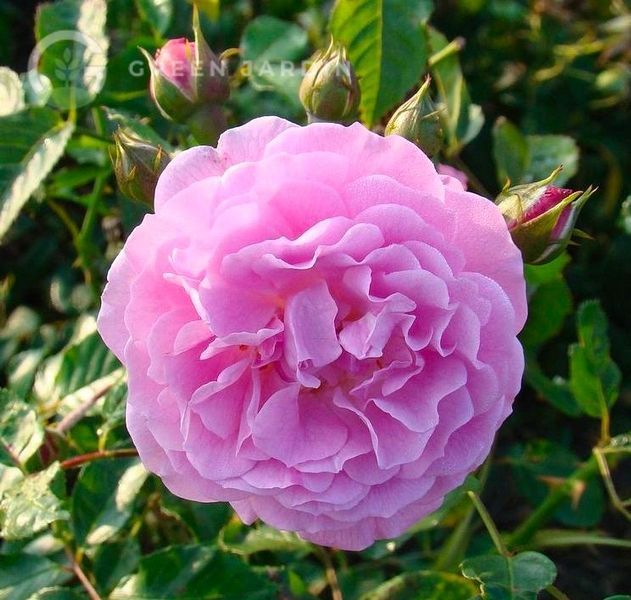 Lavender Lassie (Лавенде Ла́ссі) &laquo;Лавандова дівчина&raquo; TR-0583 фото