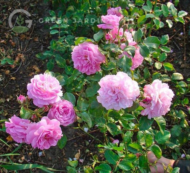 Lavender Lassie (Лавенде Ла́ссі) &laquo;Лавандова дівчина&raquo; TR-0583 фото