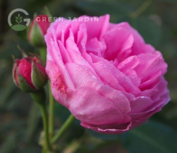 Lavender Lassie (Лавенде Ла́ссі) &laquo;Лавандова дівчина&raquo; TR-0583 фото