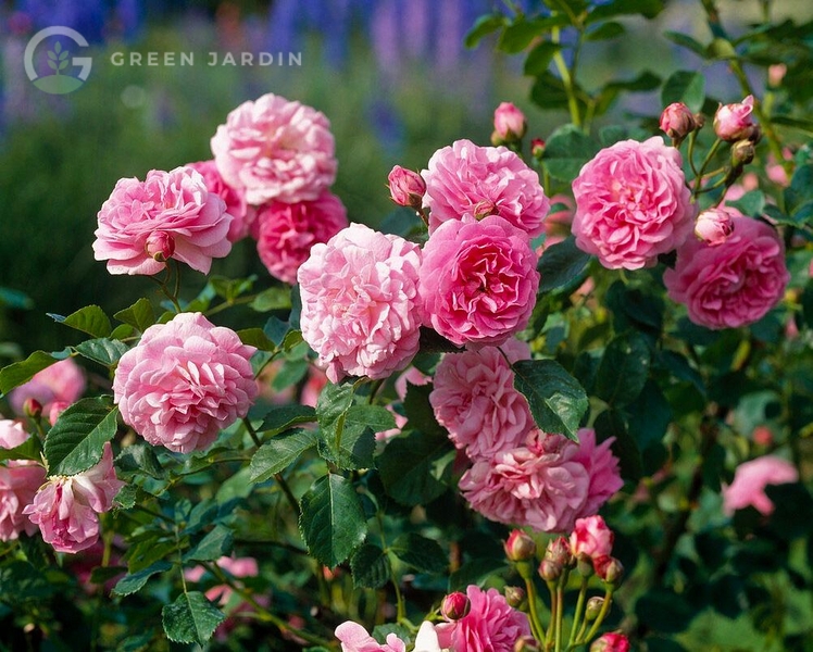 Lavender Lassie (Лавенде Ла́ссі) «Лавандова дівчина» TR-0583 фото