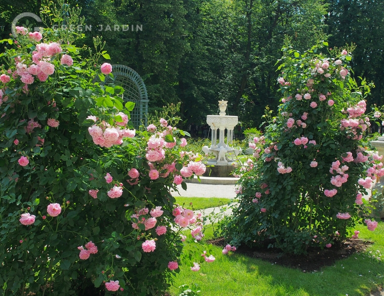 Lavender Lassie (Лавенде Ла́ссі) «Лавандова дівчина» TR-0583 фото