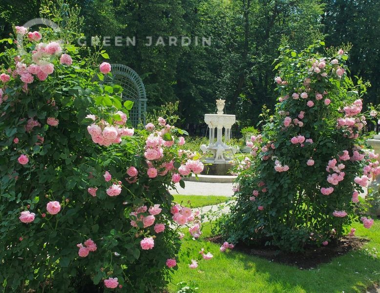 Lavender Lassie (Лавенде Ла́ссі) &laquo;Лавандова дівчина&raquo; TR-0583 фото