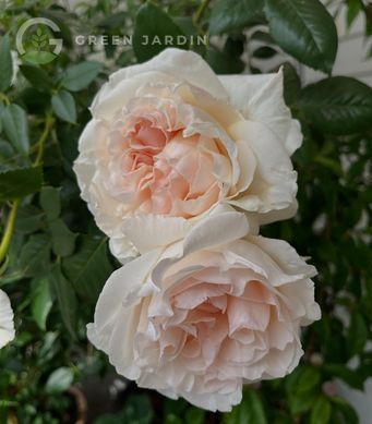 Julia Renaissance (Джулія Рене́санс) TR-0886 фото