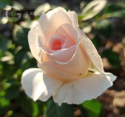 Julia Renaissance (Джулія Рене́санс) TR-0886 фото