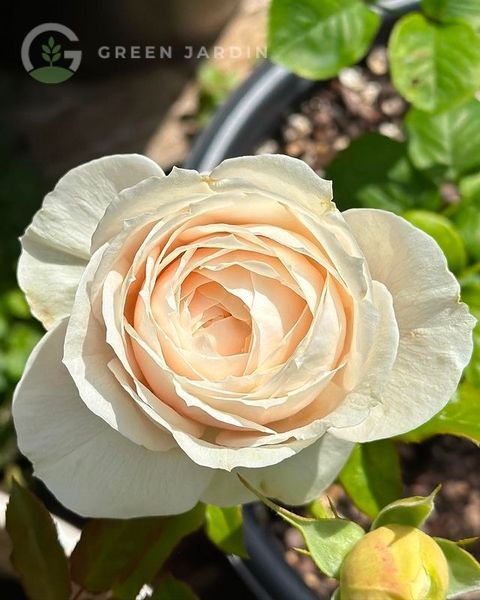 Emma Woodhouse (Емма Ву́дхаус) TR-0437 фото