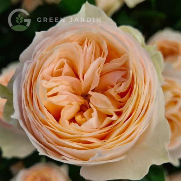 Emma Woodhouse (Емма Ву́дхаус) TR-0437 фото