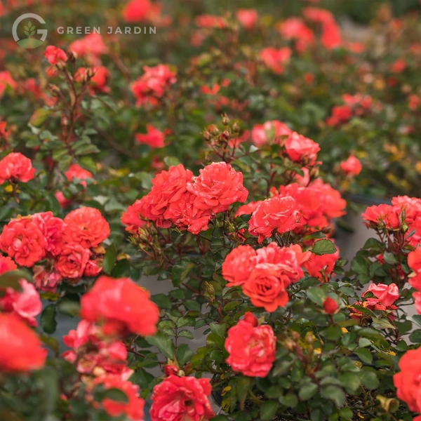 Coral Drift (Корал Дріфт) TR-0702 фото