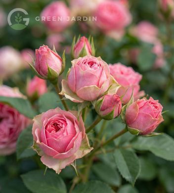 Pink Bijoux (Пінк Біжу́) TR-0891 фото