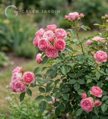 Pink Bijoux (Пінк Біжу́) TR-0891 фото