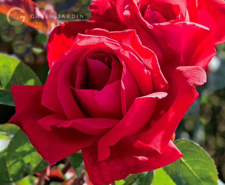 Imperial rose