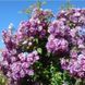 Purple Skyliner (Перпл Ска́йлайнер)