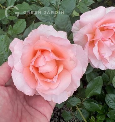 Villa d'Este Tivoli (Вілла д'Есте Тіволі) TR-0937 фото