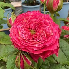 Vuvuzela Pink (Вувузела Пінк) TR-0938 фото