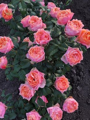 Vuvuzela Pink (Вувузела Пінк) TR-0938 фото