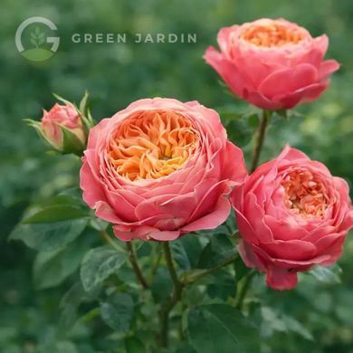 Vuvuzela Pink (Вувузела Пінк) TR-0938 фото