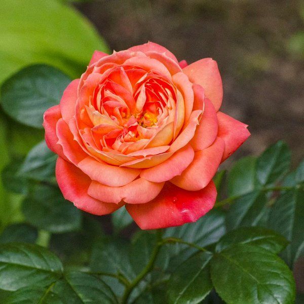 Queen of Hearts (Куі́н оф Ха́ртс) &laquo;Королева Черв&raquo; TR-0538 фото
